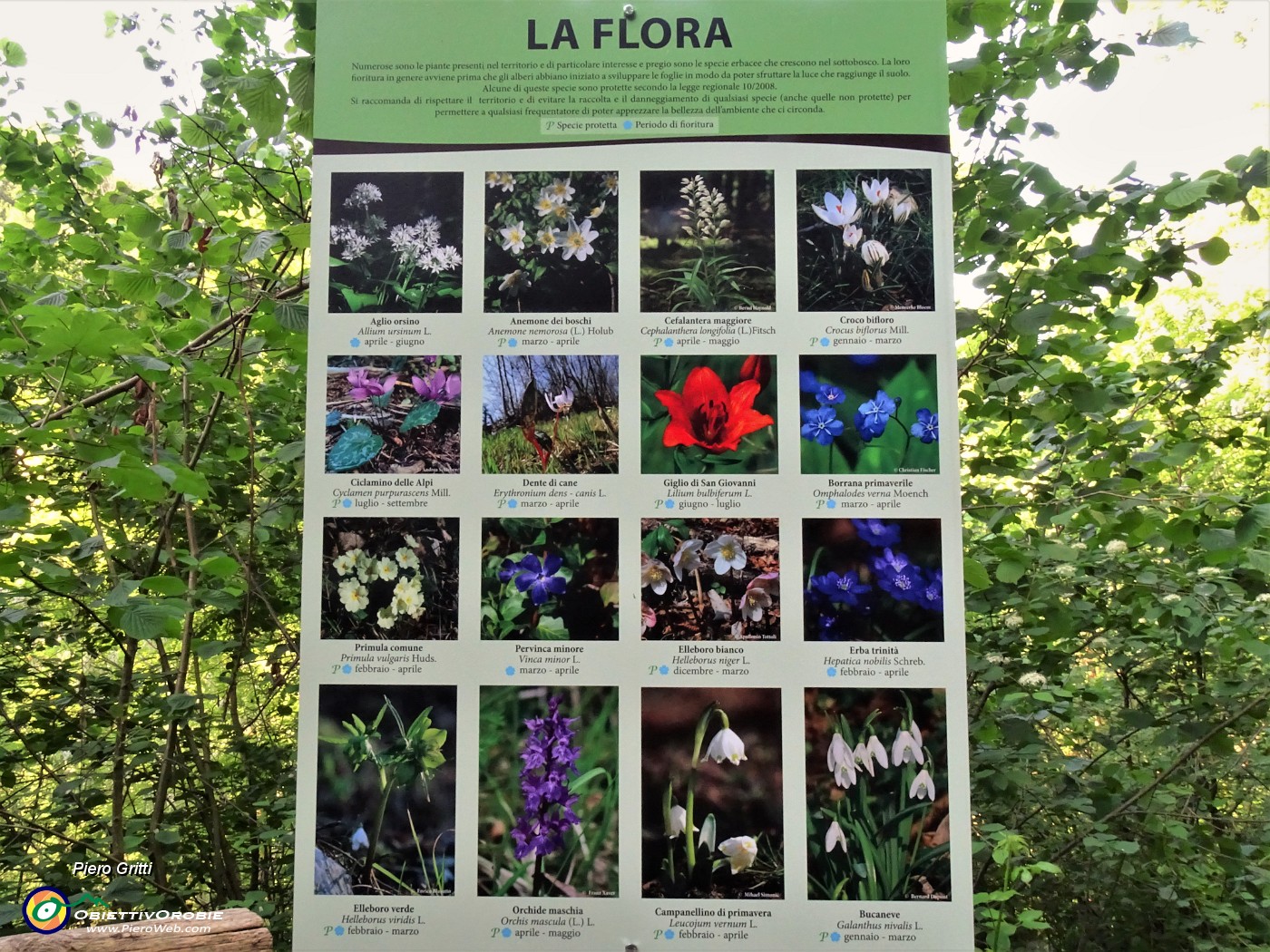 14 La flora della Valle del Giongo.JPG